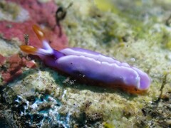 Thuridilla albopustulosa