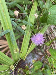 Mimosa microphylla