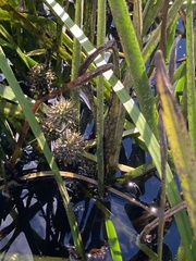 Sparganium americanum