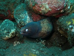 Gymnothorax thyrsoideus