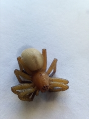 Micrommata virescens