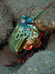 Odontodactylus scyllarus