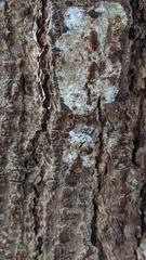 Antiteuchus