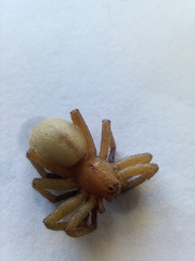 Micrommata virescens