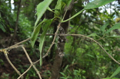 Lippia myriocephala