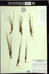 Carex myosuroides