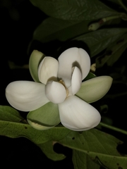 Magnolia coco