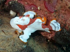 Antennarius maculatus