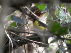 Myioborus brunniceps