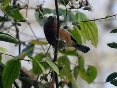 Microspingus erythrophrys
