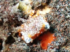 Lophozozymus pulchellus