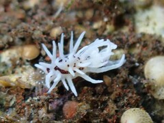 Okenia brunneomaculata