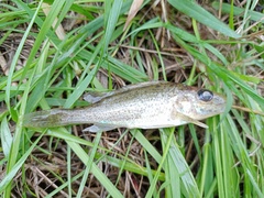 Gymnocephalus cernua