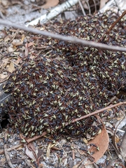 Dolichoderus dentatus