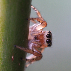 Plexippoides doenitzi