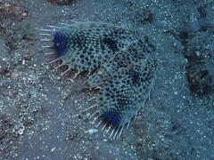Dactyloptena orientalis