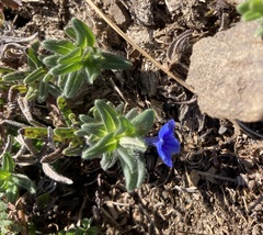 Glandora prostrata