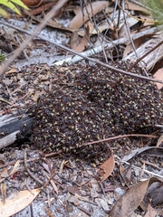 Dolichoderus dentatus