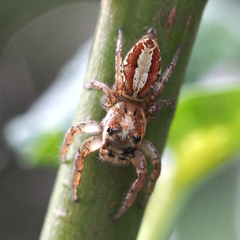 Plexippoides doenitzi