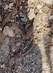 Scolopendra morsitans