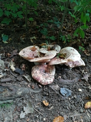 Lactarius controversus