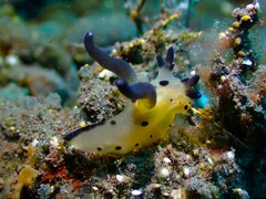 Thecacera