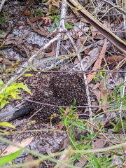 Dolichoderus dentatus