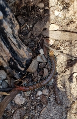 Scolopendra morsitans