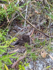 Dolichoderus dentatus