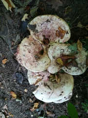 Lactarius controversus