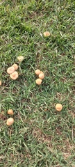 Marasmius oreades