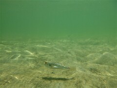 Tetractenos glaber