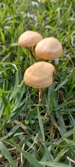 Marasmius oreades