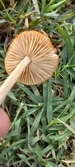 Marasmius oreades