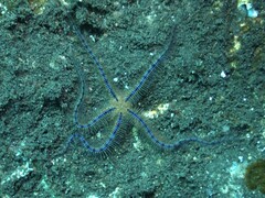 Ophiotrichidae