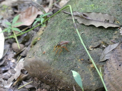 Smeryngolaphria numitor