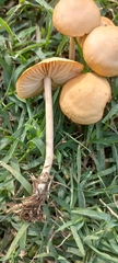 Marasmius oreades