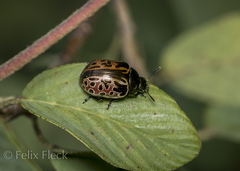 Calligrapha eupatris