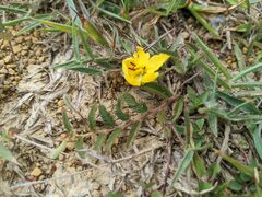 Chamaecrista garambiensis