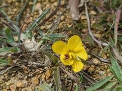 Chamaecrista garambiensis