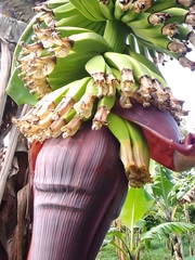 Musa