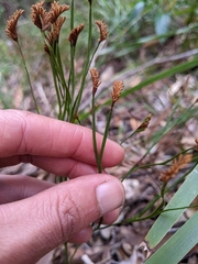Schizaea bifida