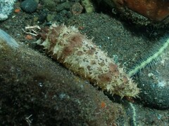 Holothuria pardalis