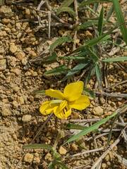 Chamaecrista garambiensis