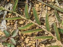 Chamaecrista garambiensis