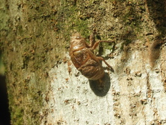 Cicadidae