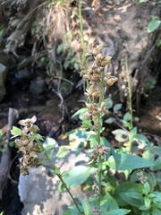 Stachys rigida