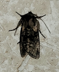 Abrostola microvalis