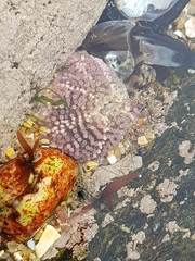 Aulactinia verrucosa