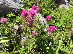 Castilleja parviflora olympica